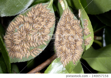 Larva of the tea tussock moth Larva of the tea tussock moth 140057158