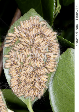 Larva of the tea tussock moth 140057160