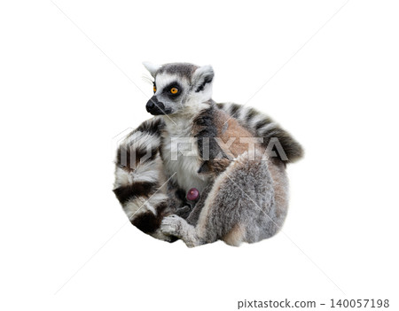 male lemur isolated on white background male lemur isolated on white background 140057198