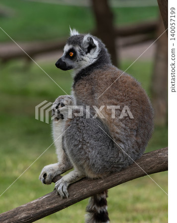 lemur sitting on a tree log with a blurred background 140057199