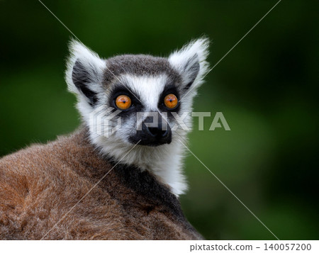 portrait of a lemur on a blurred background 140057200
