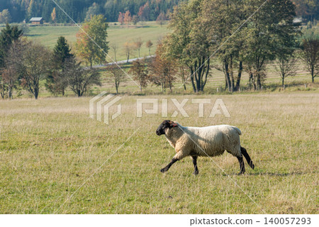 Single sheep standing on pasture Single sheep standing on pasture 140057293
