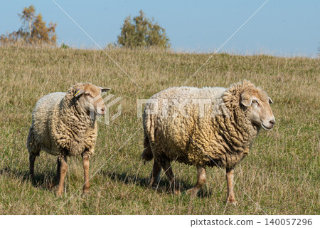 Herd of sheep grazing on pasture Herd of sheep grazing on pasture 140057296