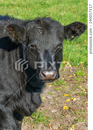 Potrait of black cow on pasture Potrait of black cow on pasture 140057317
