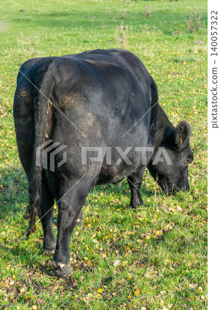 Detail of a rear side of black Angus cow Detail of a rear side of black Angus cow 140057322