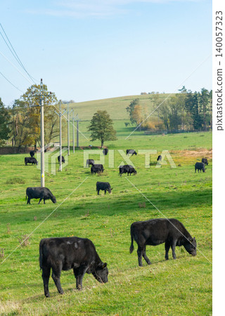 A herd of black cattle on green outdoor pasture A herd of black cattle on green outdoor pasture 140057323
