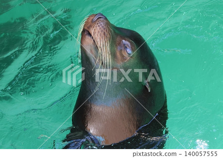 海獅(動物園) 海獅(動物園) 140057555