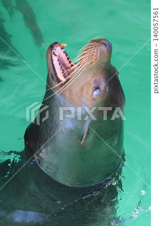 海獅（動物園） 140057561