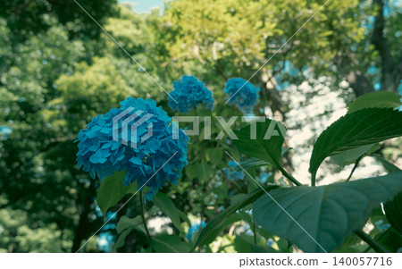 在晴朗的雨季的八仙花屬 在晴朗的雨季的八仙花屬 140057716