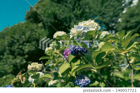 Hydrangea in the sunny rainy season Hydrangea in the sunny rainy season 140057721