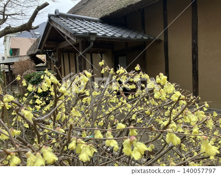 Winter sweet blossoms blooming at the eaves of the former Toride-juku Honjin Someno family residence. Winter sweet blossoms blooming at the eaves of the former Toride-juku Honjin Someno family residence. 140057797