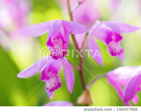 pretty purple orchid pretty purple orchid 140057866