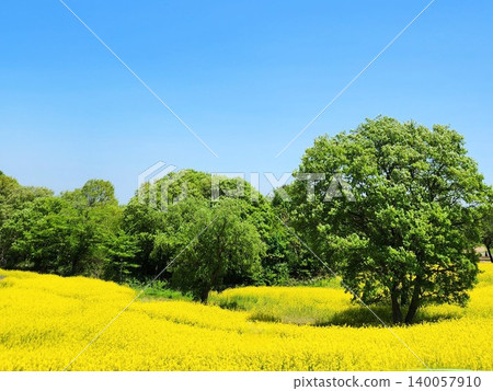 A refreshing blue sky and a field of yellow flowers A refreshing blue sky and a field of yellow flowers 140057910