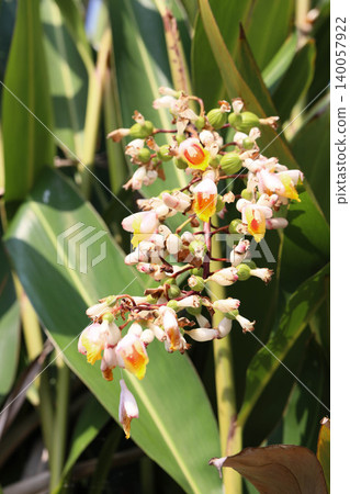 沖繩薑花在初夏盛開。 沖繩薑花在初夏盛開。 140057922