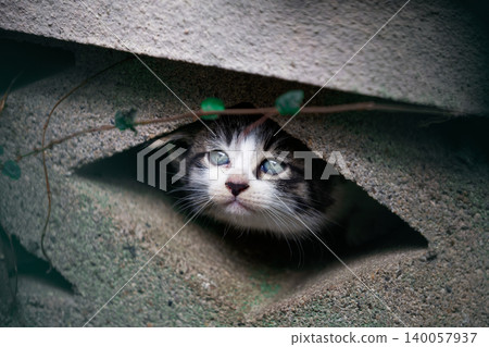 Cute stray kittens with blue eyes, tabby and spotted patterns. 140057937
