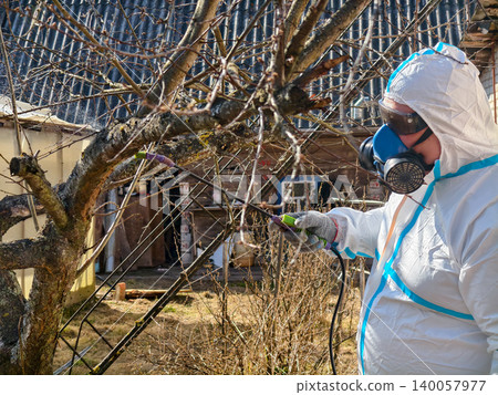 Gardener wearing a full protective suit, respirator mask, and goggles, spraying pesticide or fertilizer on bare fruit tree branches in an orchard during early spring. 140057977