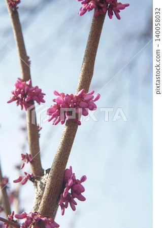 Chinese Redbuds Emerging from Tree Branch Chinese Redbuds Emerging from Tree Branch 140058032