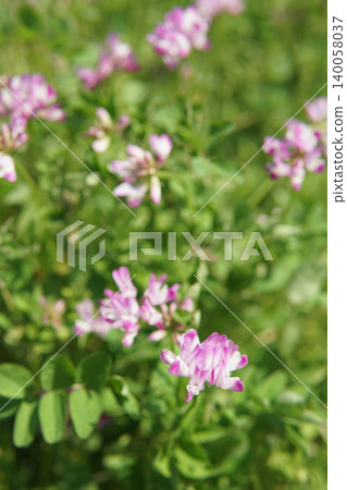 Pink and White Vetch Flowers Blooming in a Green Field Pink and White Vetch Flowers Blooming in a Green Field 140058037