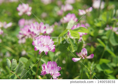 Pink and White Vetch Flowers Blooming in a Green Field Pink and White Vetch Flowers Blooming in a Green Field 140058038