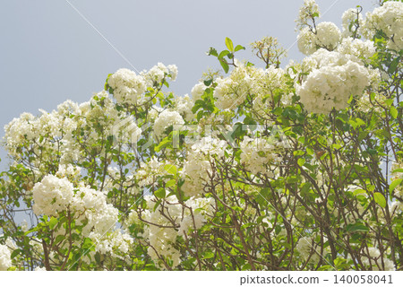 hydrangea, blossoms, bloom 140058041