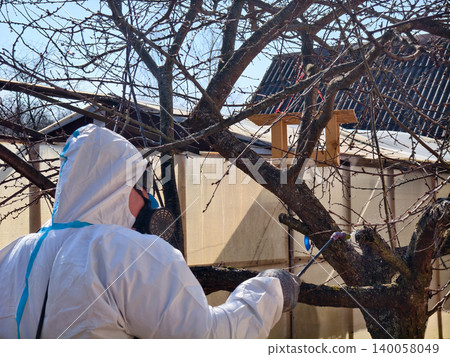Person wearing a white hazmat suit and respirator mask spraying an apple tree with pesticide in a home garden for disease and pest prevention during spring. 140058049