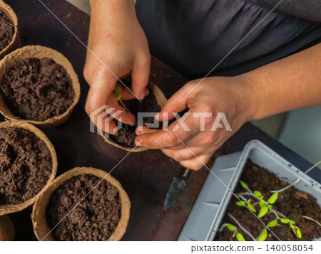 Person's hands carefully transplanting a small green tomato seedling from a tray into a peat pot filled with rich soil, symbolizing growth, new beginnings, and sustainable gardening. Person's hands carefully transplanting a small green tomato seedling from a tray into a peat pot filled with rich soil, symbolizing growth, new beginnings, and sustainable gardening. 140058054
