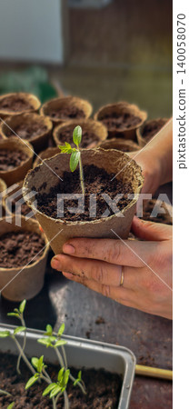 Hands transplanting a small tomato seedling into a biodegradable peat pot, symbolizing new life, growth, sustainable agriculture, and the springtime gardening process of cultivating organic food. 140058070