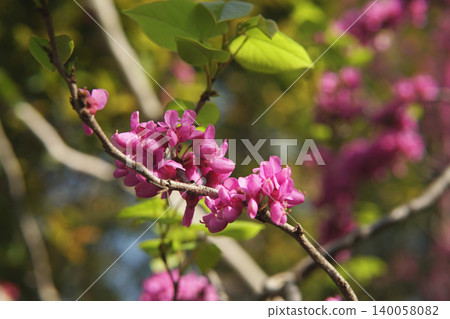 Chinese Redbuds Emerging from Tree Branch Chinese Redbuds Emerging from Tree Branch 140058082