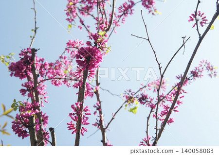 bloom, wood, tree 140058083