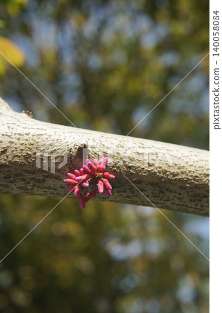 Chinese Redbuds Emerging from Tree Branch Chinese Redbuds Emerging from Tree Branch 140058084