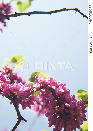 Chinese Redbuds Emerging from Tree Branch Chinese Redbuds Emerging from Tree Branch 140058085