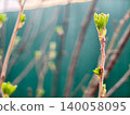 Young green leaves emerging from a bud on a tree branch, symbolizing new beginnings, growth, and the arrival of spring season with a soft bokeh background. 140058095