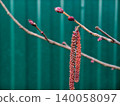 Alder tree branches showing emerging red catkins and developing buds, symbolizing new growth and the arrival of spring against a blurred green background. 140058097