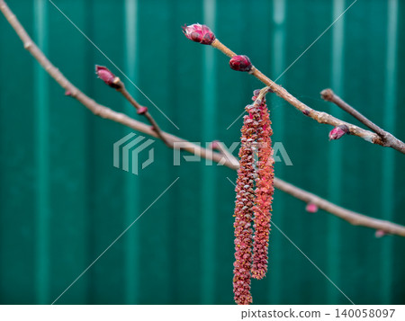 Alder tree branches showing emerging red catkins and developing buds, symbolizing new growth and the arrival of spring against a blurred green background. Alder tree branches showing emerging red catkins and developing buds, symbolizing new growth and the arrival of spring against a blurred green background. 140058097