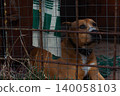 Brown pit bull type dog lying inside a dark, rusty wired kennel, looking away with a melancholic expression, suggesting themes of abandonment and longing. 140058103