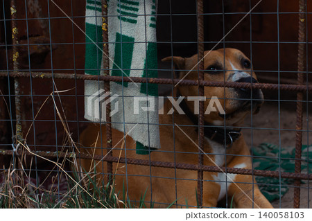 Brown pit bull type dog lying inside a dark, rusty wired kennel, looking away with a melancholic expression, suggesting themes of abandonment and longing. Brown pit bull type dog lying inside a dark, rusty wired kennel, looking away with a melancholic expression, suggesting themes of abandonment and longing. 140058103