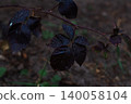 Blackberry plant stem growing outdoors, displaying dark green leaves with purple hues and a natural blurred background, focusing on growth and botanical detail. 140058104