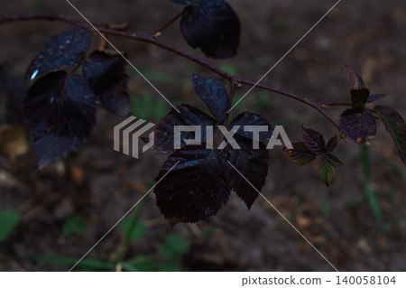 Blackberry plant stem growing outdoors, displaying dark green leaves with purple hues and a natural blurred background, focusing on growth and botanical detail. 140058104