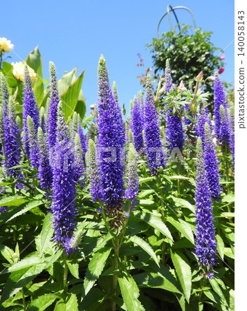 穗花婆婆納（Veronica spicata）在初夏開出藍紫色穗狀花朵。 140058143