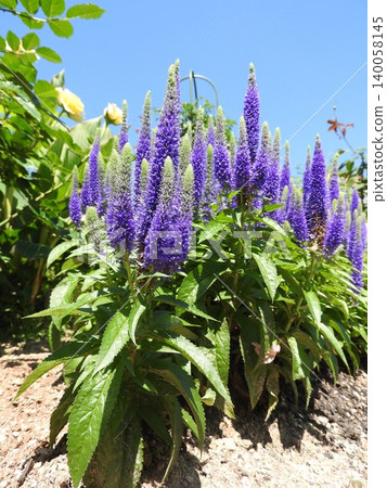 Veronica spicata, which blooms with bluish-purple spike-like flowers in early summer. Veronica spicata, which blooms with bluish-purple spike-like flowers in early summer. 140058145