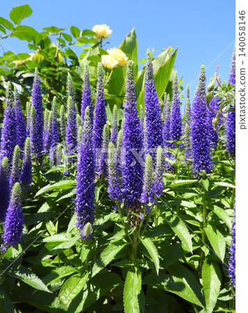 Veronica spicata, which blooms with bluish-purple spike-like flowers in early summer. Veronica spicata, which blooms with bluish-purple spike-like flowers in early summer. 140058146