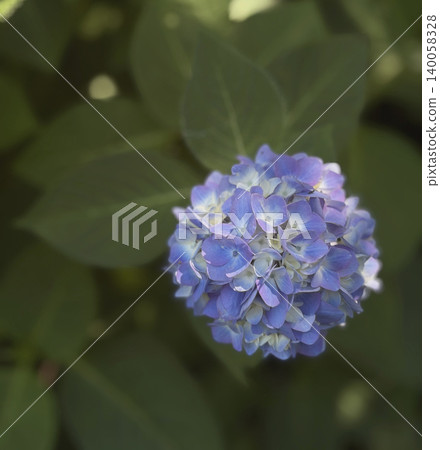 深色背景上的藍紫色漸層繡球花 140058328