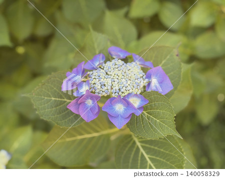 紫色和藍色的繡球花和花苞在綠葉的襯托下盛開。 140058329