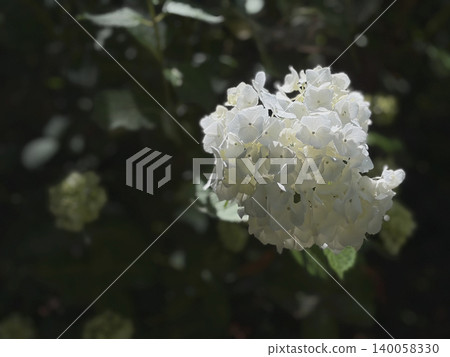 白色的繡球花在深色模糊的背景下顯得格外醒目。 140058330