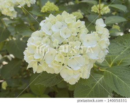 盛開的白色繡球花填滿了整個畫面。 140058331