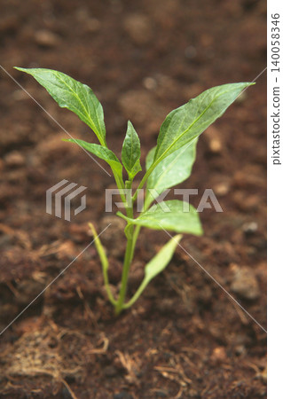 chili pepper, sprout, soil 140058346