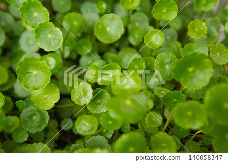 leaf, grow, plant 140058347