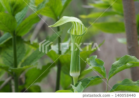 Mountain plants Mountain plants 140058440