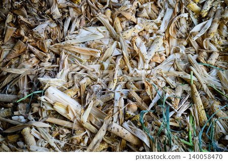 Corn husks and cobs waste as animal feed residue in dairy farm Corn husks and cobs waste as animal feed residue in dairy farm 140058470