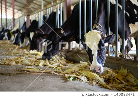 Close up dairy cow eating feed in modern barn, agriculture concept Close up dairy cow eating feed in modern barn, agriculture concept 140058471